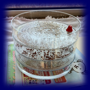 �X�v���E�g �͔| �g���[